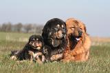 DOGUE DU TIBET 536